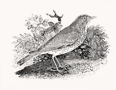 De Lijster uit Geschiedenis van Britse Vogels en Zoogdieren door Thomas Bewick